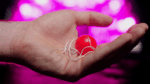 Obedient Ball - Image 4